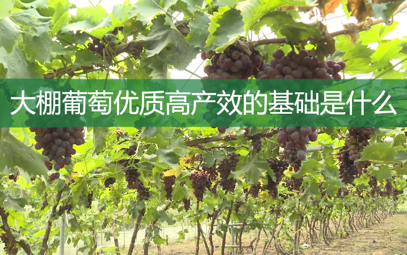 大棚葡萄优质高产效的基础是什么?