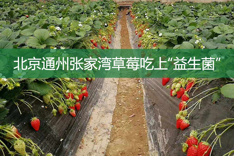 北京通州张家湾草莓吃上“益生菌”