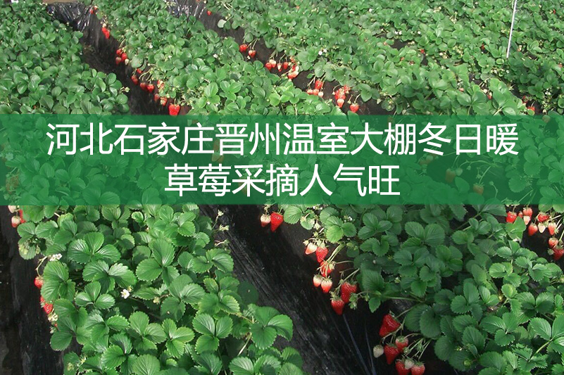 河北石家庄晋州温室大棚冬日暖 草莓采摘人气旺