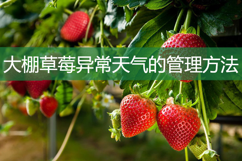 大棚草莓异常天气的管理方法