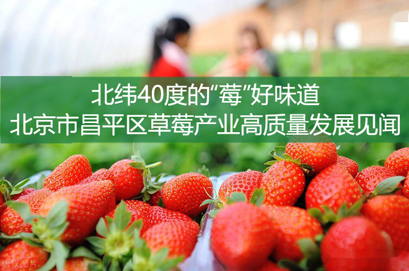北纬40度的“莓”好味道——北京市昌平区草莓产业高质量发展见闻