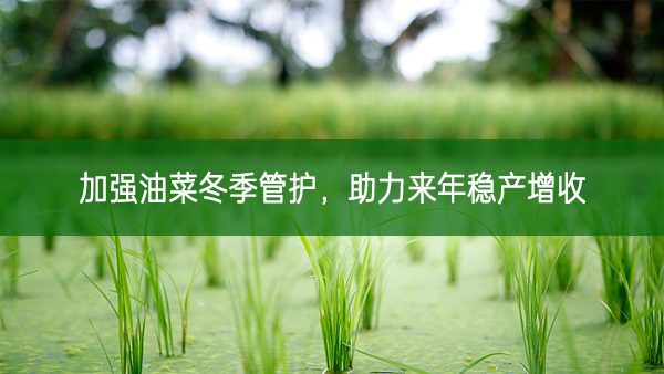蓝山县农业农村局：加强油菜冬季管护 助力来年稳产增收