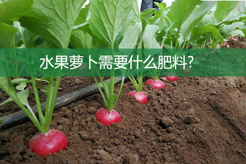 水果萝卜需要什么肥料?