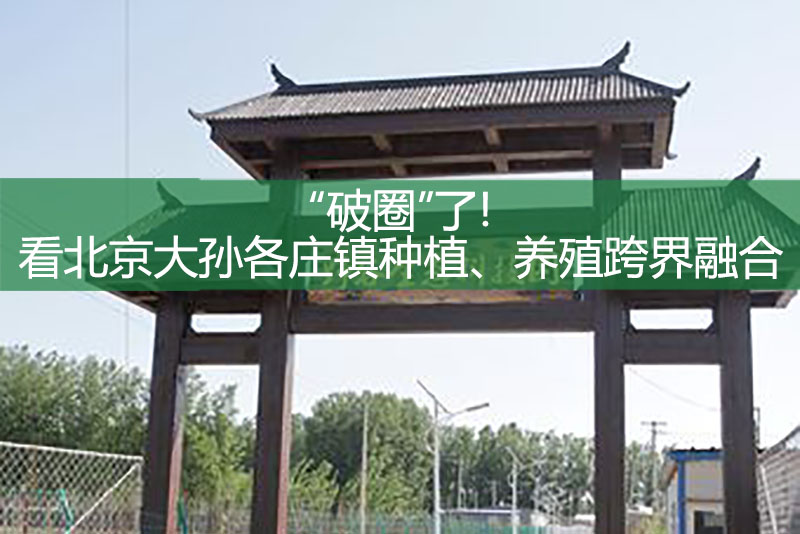 “破圈”了!看北京大孙各庄镇种植、养殖跨界融合