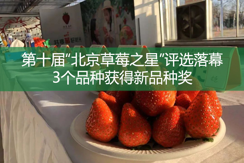 第十届“北京草莓之星”评选落幕，3个品种获得新品种奖