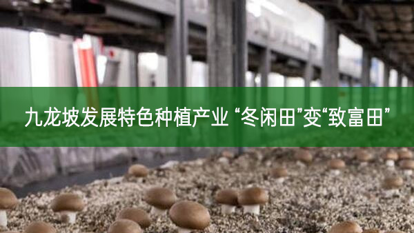 九龙坡发展特色种植产业 “冬闲田”变“致富田”