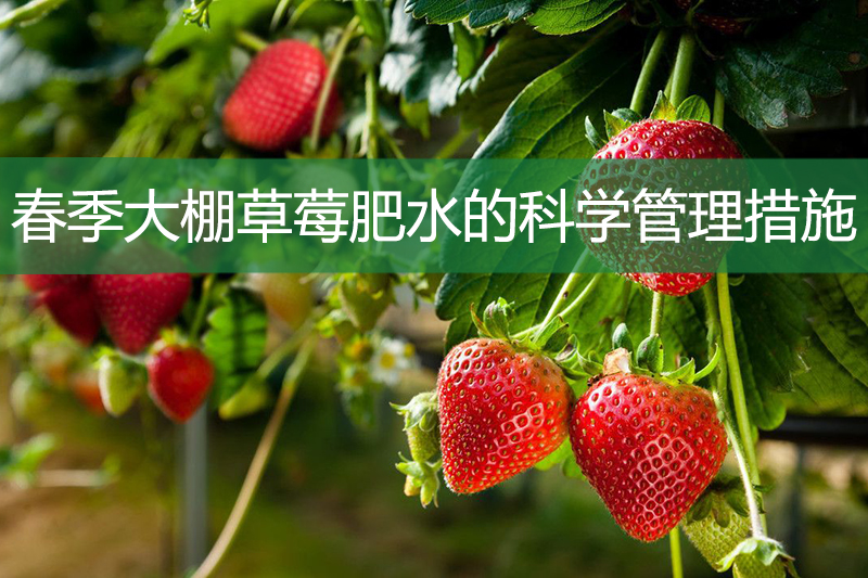 春季大棚草莓肥水的科学管理措施