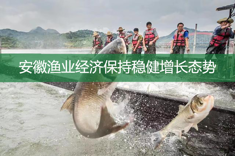 安徽渔业经济保持稳健增长态势