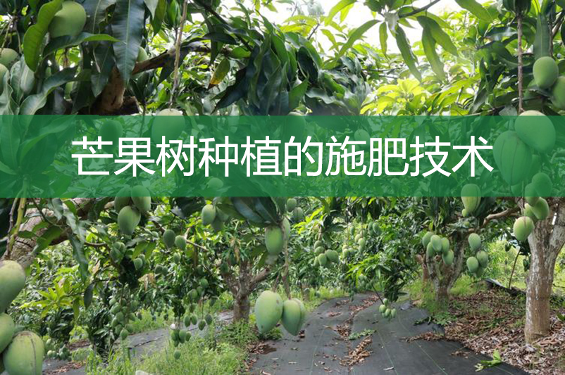 芒果树种植的施肥技术