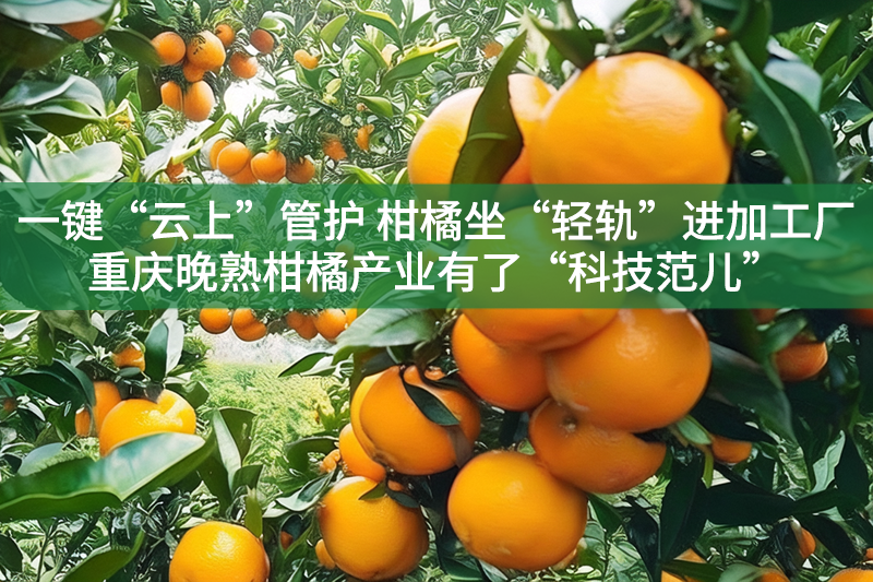 一键“云上”管护 柑橘坐“轻轨”进加工厂 重庆晚熟柑橘产业有了“科技范儿”