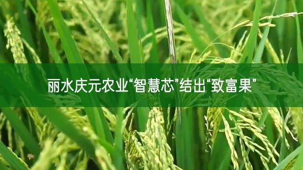 丽水庆元农业“智慧芯”结出“致富果”