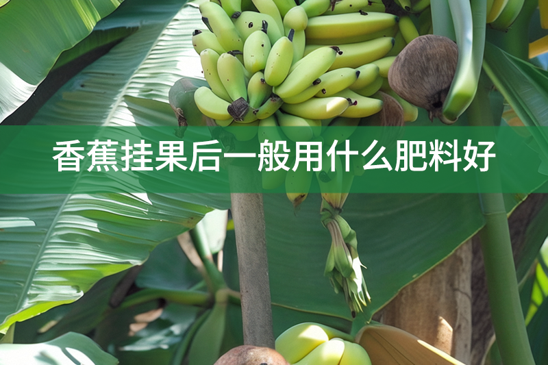 香蕉挂果后一般用什么肥料好?