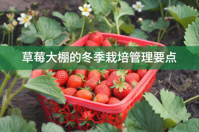 草莓大棚的冬季栽培管理要点