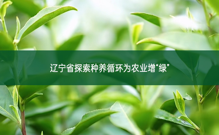 辽宁省探索种养循环为农业增“绿”