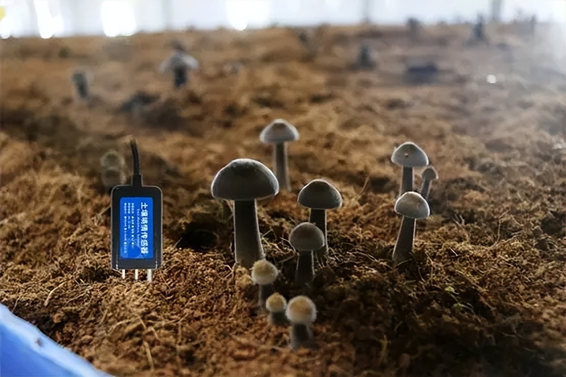 菌菇基质监测