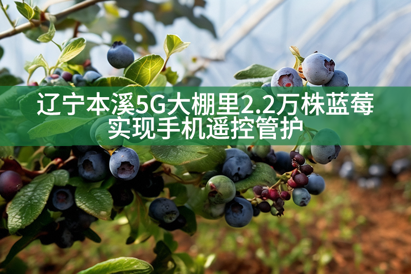 辽宁本溪5G大棚里2.2万株蓝莓实现手机遥控管护