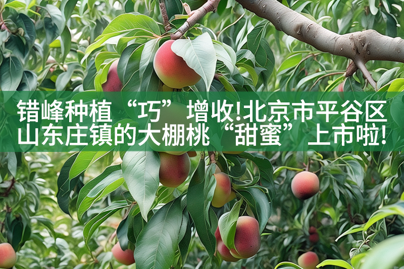 错峰种植“巧”增收!北京市平谷区山东庄镇的大棚桃“甜蜜”上市啦!