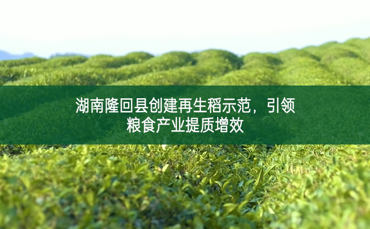 湖南隆回县创建再生稻示范，引领粮食产业提质增效
