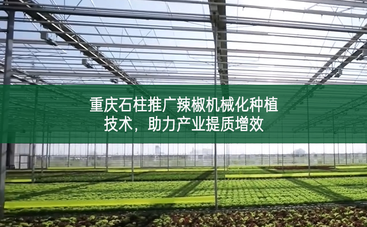 重庆石柱推广辣椒机械化种植技术 助力产业提质增效