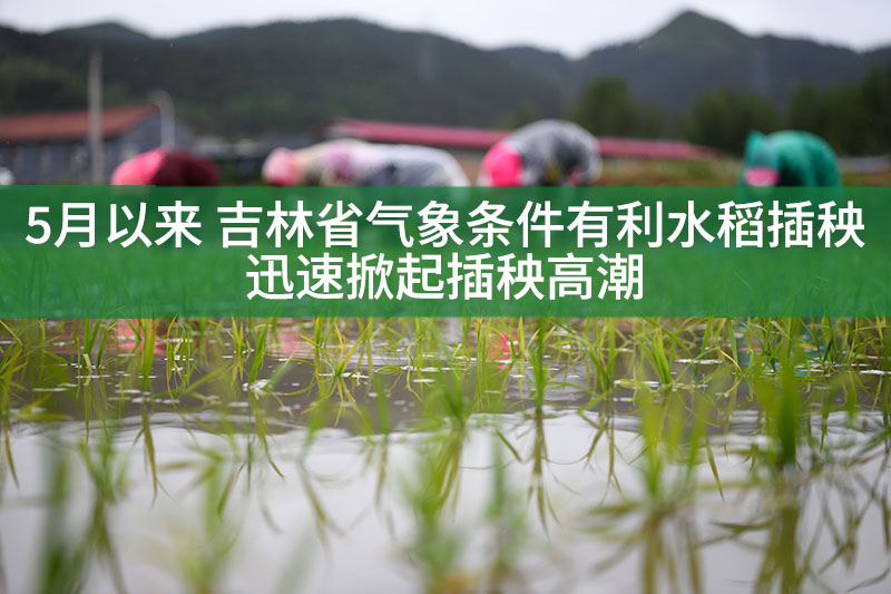 5月以来 吉林省气象条件有利水稻插秧 迅速掀起插秧高潮