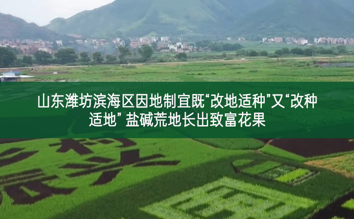 山东潍坊滨海区因地制宜既“改地适种”又“改种适地” 盐碱荒地长出致富花果