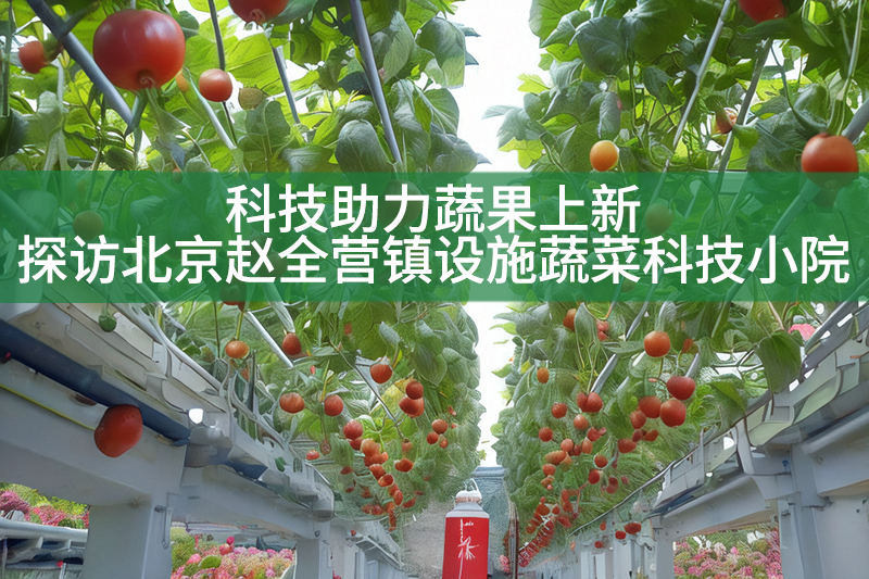 科技助力蔬果上新——探访北京赵全营镇设施蔬菜科技小院