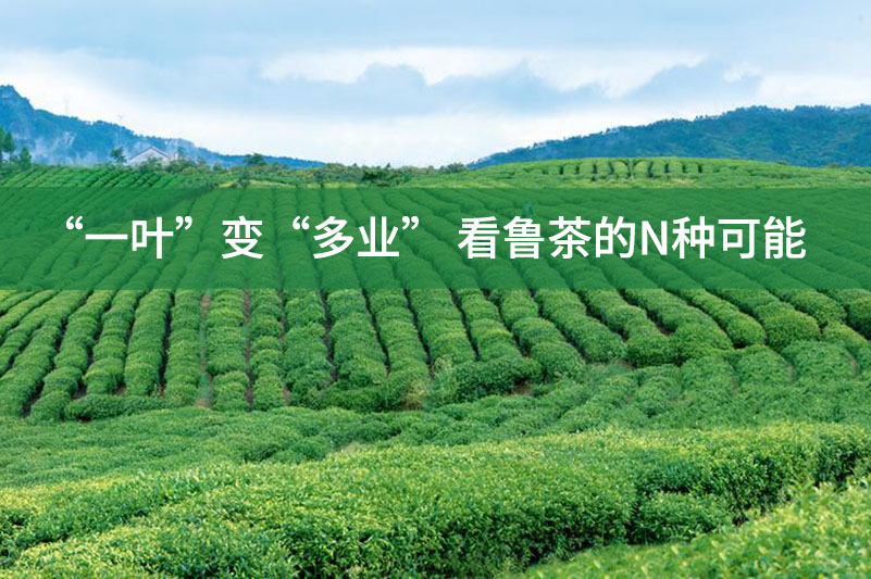 “一叶”变“多业”，看鲁茶的N种可能