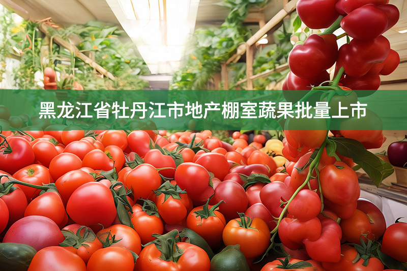 黑龙江省牡丹江市地产棚室蔬果批量上市