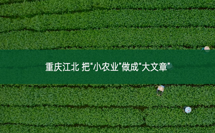 重庆江北 把“小农业”做成“大文章”