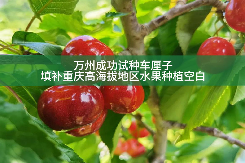 万州成功试种车厘子 填补重庆高海拔地区水果种植空白