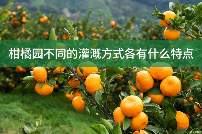 柑橘园不同的灌溉方式各有什么特点?