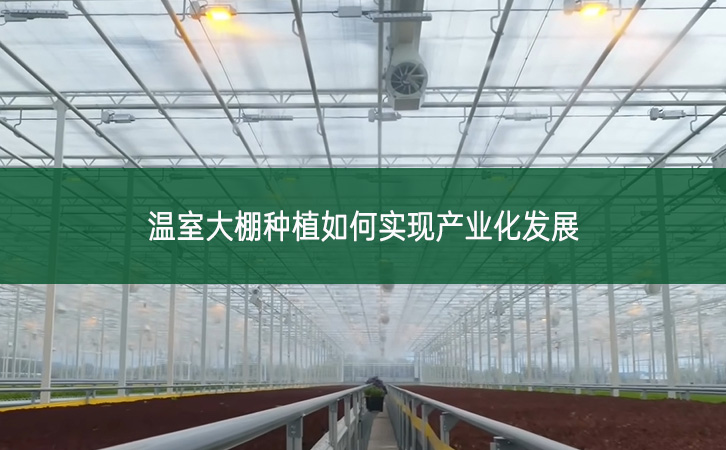 温室大棚种植如何实现产业化发展