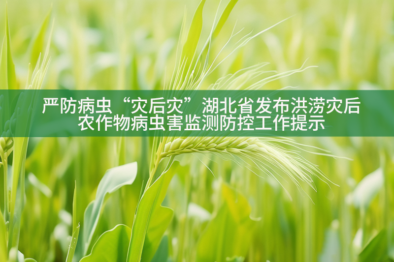 严防病虫“灾后灾”湖北省发布洪涝灾后农作物病虫害监测防控工作提示
