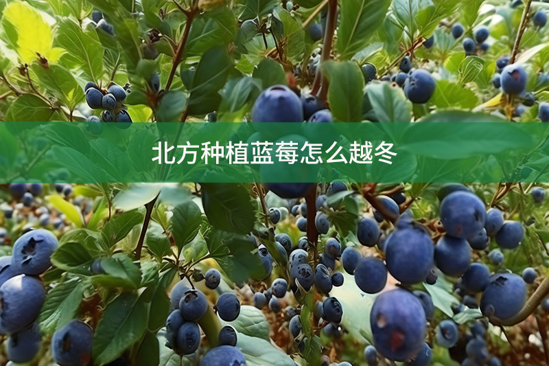 北方种植蓝莓怎么越冬