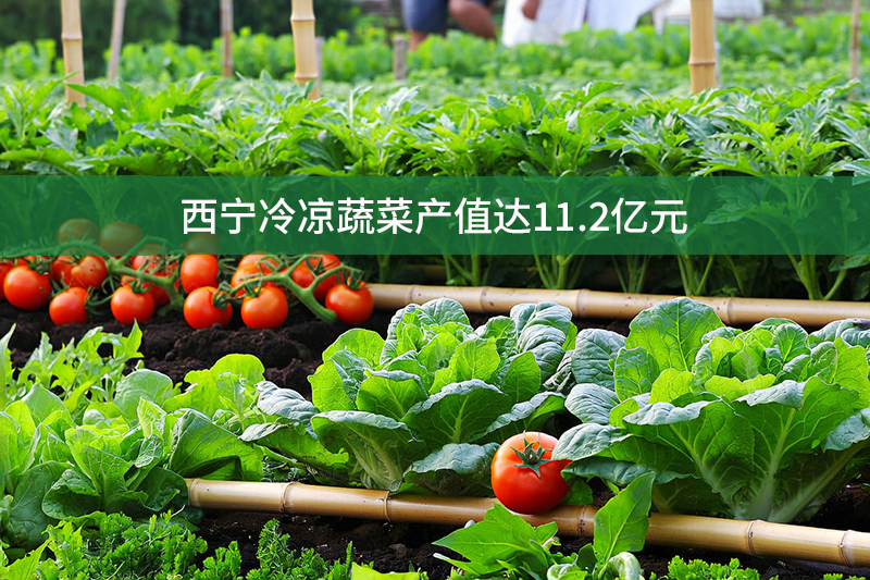 西宁冷凉蔬菜产值达11.2亿元