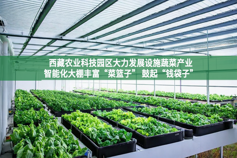 西藏农业科技园区大力发展设施蔬菜产业智能化大棚丰富“菜篮子” 鼓起“钱袋子”