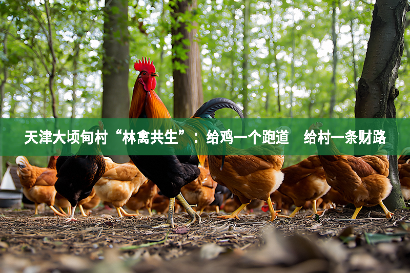 天津大顷甸村“林禽共生”：给鸡一个跑道　给村一条财路