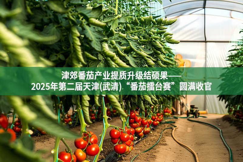 津郊番茄产业提质升级结硕果——2025年第二届天津(武清)“番茄擂台赛”圆满收官