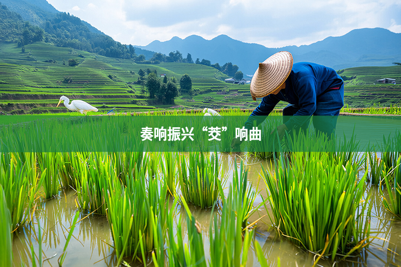 奏响振兴“茭”响曲