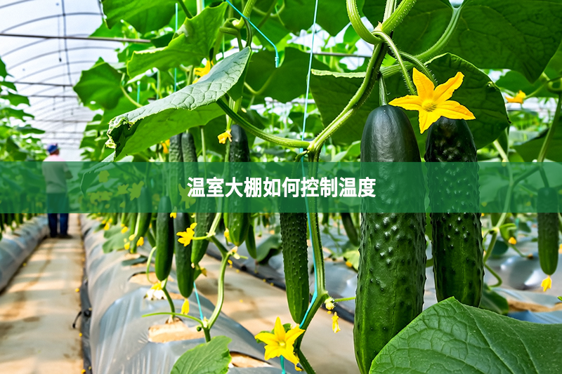 温室大棚如何控制温度