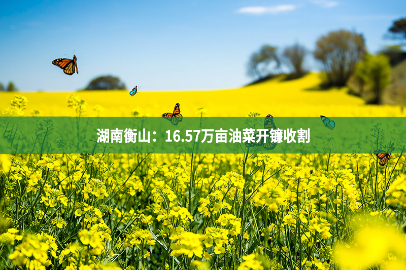 湖南衡山：16.57万亩油菜开镰收割