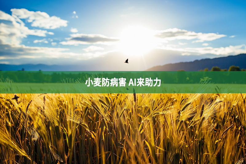 小麦防病害 AI来助力