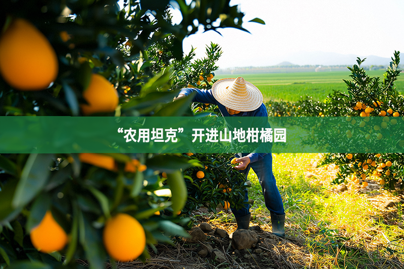 “农用坦克”开进山地柑橘园