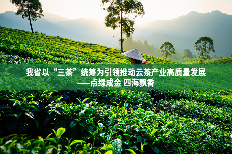 我省以“三茶”统筹为引领推动云茶产业高质量发展——点绿成金 四海飘香