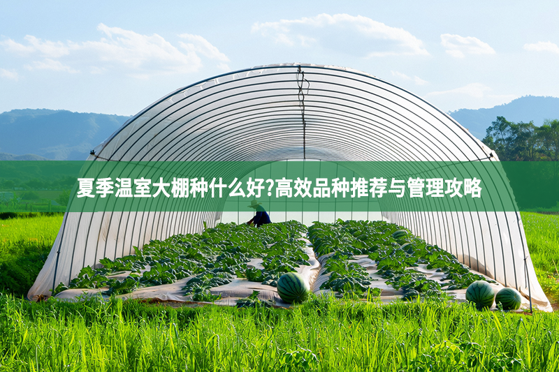夏季温室大棚种什么好?高效品种推荐与管理攻略