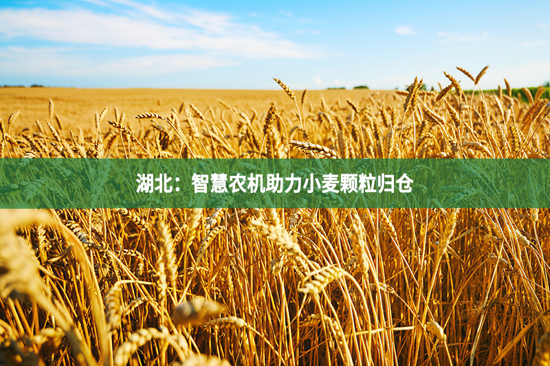 湖北：智慧农机助力小麦颗粒归仓