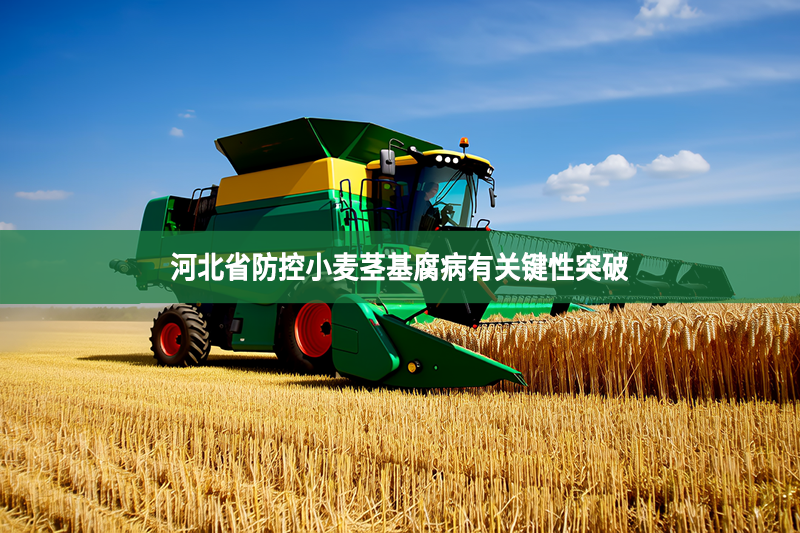 河北省防控小麦茎基腐病有关键性突破