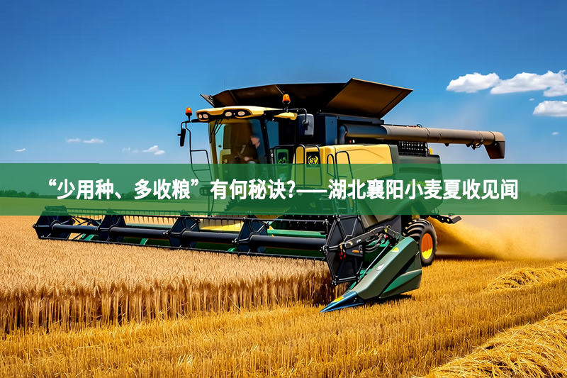 “少用种、多收粮”有何秘诀?——湖北襄阳小麦夏收见闻