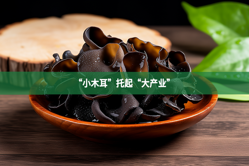 “小木耳”托起“大产业”