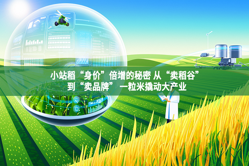 小站稻“身价”倍增的秘密 从“卖稻谷”到“卖品牌” 一粒米撬动大产业